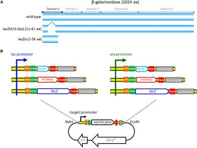 Improved Monitoring of Low-Level Transcription in Escherichia coli by a β-Galactosidase α-Complementation System